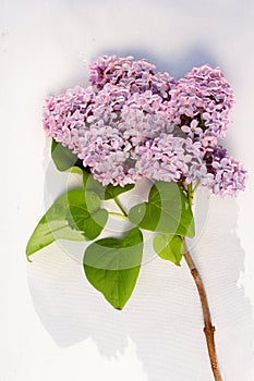A branch of lilac flowers on white background
