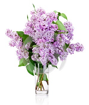 Branch of lilac in glass vase isolated on white background