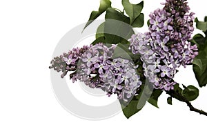 Branch of a lilac isolated on white background