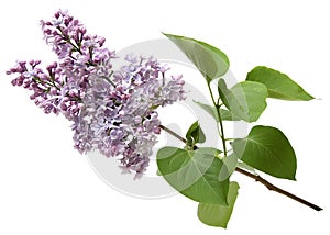 Branch of a lilac isolated on white background