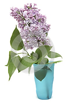 Branch of a lilac isolated on white background