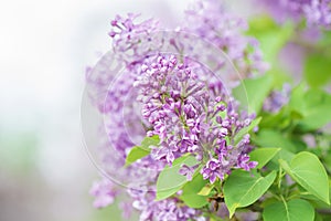 branch of Lilac tree in Garden .