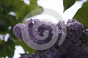 Branch of lilac on a tree in the garden, park. Beautiful blooming lilac flowers in the spring. Blooming in the spring. Spring