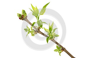 A branch of lilac with young spring leaves isolated on white