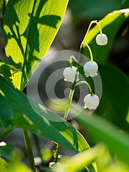 Branch of lily of the valley in the sunlight