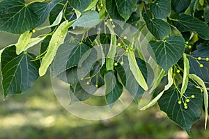 A branch of lime tree. Green leaves of a linden tree. Tilia americana. Texture, nature background. Botany pattern photo