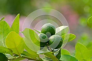 Branch of lime tree