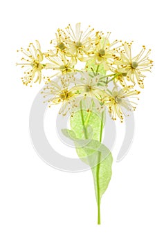 Branch of linden flowers