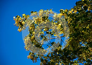 Branch of linden tree in blossom