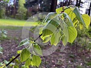 a branch of a linden tree with young juicy foliage