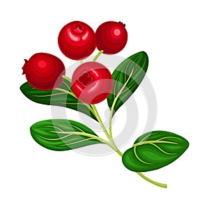 Branch of Lingonberry with Oval Leaves Bearing Edible Red Fruit Vector Illustration