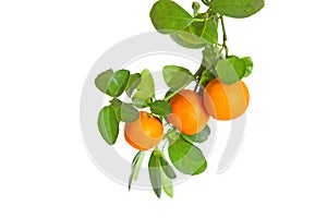 Branch of little oranges isolated on white