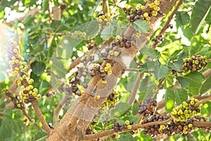 Branch with load of ripen and green heirloom Asian cluster fig or Ficus racemosa, red river fig, gular, grow on or close to tree