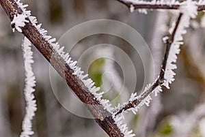 Branch with long ice crystals in winter
