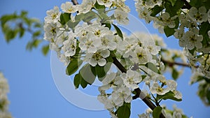 A branch of a lushly blooming pear swinging in the wind close-up.