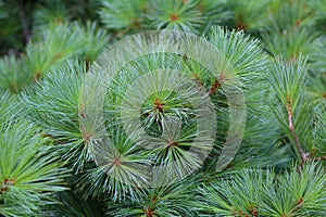 Branch of a luxuriant spruce