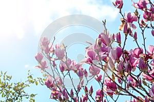 Branch of Magnolia Flowers photo