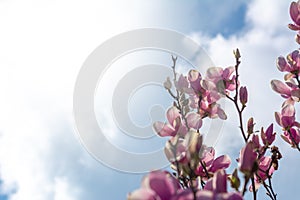 Branch of Magnolia Flowers photo