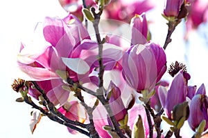 Branch of Magnolia Flowers photo