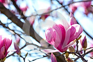Branch of Magnolia Flowers photo