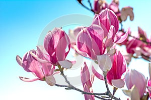 Branch of Magnolia Flowers photo