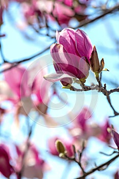 Branch of Magnolia Flowers photo