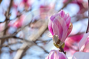 Branch of Magnolia Flowers photo