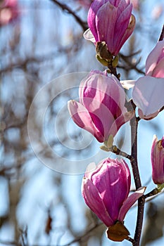 Branch of Magnolia Flowers photo