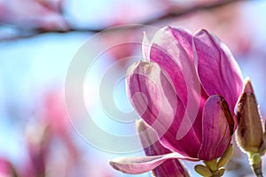 Branch of Magnolia Flowers photo