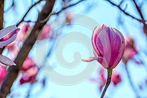 Branch of Magnolia Flowers photo