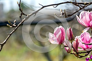 Branch of Magnolia Flowers photo