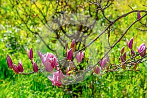 Branch of Magnolia Flowers photo