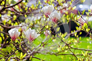 branch of magnolia in full blossom in morning light