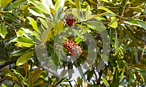 Branch of Magnolia Grandiflora tree, with seed pod and red, ripe seeds. genus of flowering plants in the Magnoliaceae