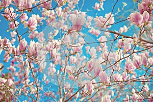 Branch of magnolia soulangeana with blossoming flowers