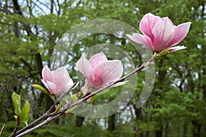 The branch of magnolia with three flowers