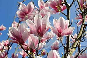 Branch of magnolia tree in the spring garden