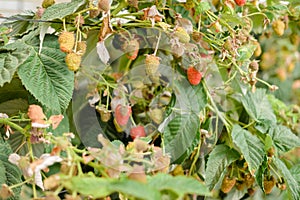 Branch with many raspberries on a plantation