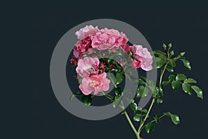 Branch with many red and pink rose blossoms and green leaves on dark gray background
