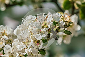 Branch with many white apple blossoms from the fruit tree