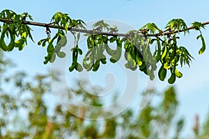 Branch of maple Acer saccharinum with lot of reen seeds against blue sky. Young seeds on maple Acer saccharinum photo