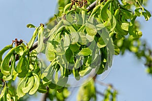 Branch of maple Acer saccharinum with lot of reen seeds against blue sky. Young seeds on maple Acer saccharinum