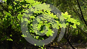 Branch of maple, illuminated by the back sun, against the background of a forest and a swamp.