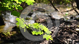 Branch of maple, illuminated by the back sun, against the background of a forest and a swamp.