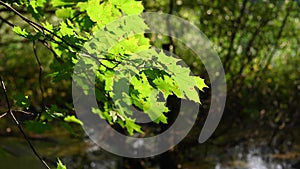 Branch of maple, illuminated by the back sun, against the background of a forest and a swamp.