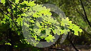 Branch of maple, illuminated by the back sun, against the background of a forest and a swamp.