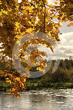 Branch with maple leaves in Indian summer