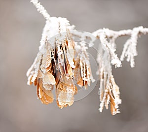 Branch with maple seeds covered with snow and hoarfrost on a light blurry background