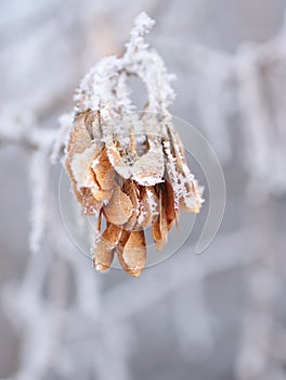 Branch with maple seeds covered with snow and hoarfrost on a light blurry background