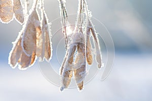 branch with maple seeds covered with snow and hoarfrost on a light blurry background. Winter season